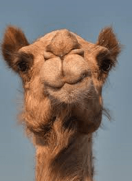camel